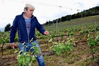 “Valdeorras tiene una oportunidad histórica para sus vinos si se apuesta por la zonificación”