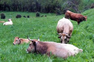 Limusina y Asturiana: Las razas de vacuno de carne que más crecen en España