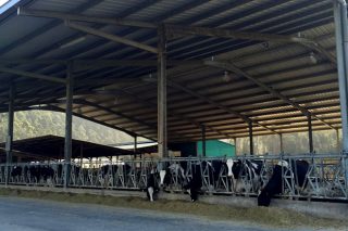 Estebano SC: El secreto de una ganadería que logra grandes producciones vitalicias y calidades altas