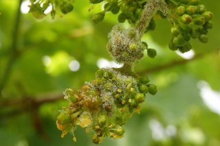 Cuidados de las viñas en estos días: Toca volver a tratar contra el mildiu e incluir materias activas contra la botritis