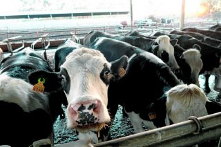 La identificación electrónica en bovinos pasará a ser obligatoria para animales nacidos a partir del 30 de junio de 2025