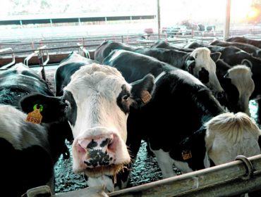 La identificación electrónica en bovinos pasará a ser obligatoria para animales nacidos a partir del 30 de junio de 2025