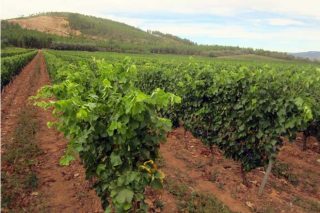 Jornada en Vilaboa sobre los beneficios del compost en la viña