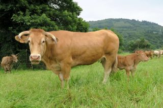 Ayudas asociadas para las ganaderías de vacuno de leche, carne y caprino – ovino