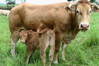 Los ganaderos de vacuno de carne de Galicia iniciarán movilizaciones para exigir precios justos