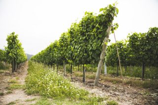 Ventajas del abono orgánico de Aviporto en cultivos de huerta, viña y frutales