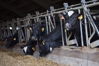 Jornada sobre mejora de la eficiencia en las granjas de vacuno de leche