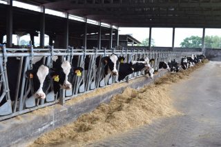Baja la producción de leche en noviembre y ligero repunte de los precios