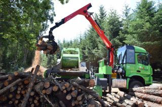 La Xunta prevé que con el nuevo Plan Forestal Galicia duplicará la producción de madera
