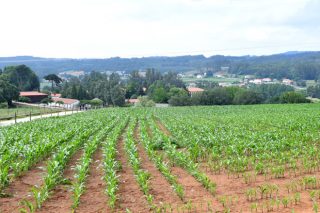 Estrategias Kenogard de control de malas hierbas y plagas de suelo en maíz