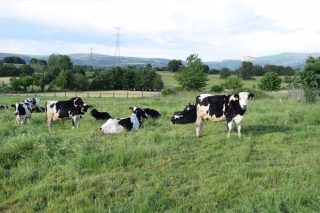 Tendencias en los pagos de la leche en Europa: primas por sostenibilidad, pastoreo y piensos sin transgénicos