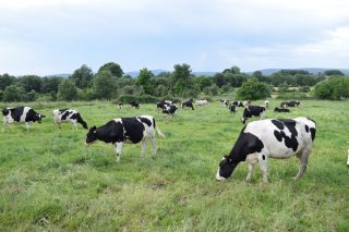 ¿Pueden las granjas de leche reducir su huella de carbono sin dejar de ser productivas?