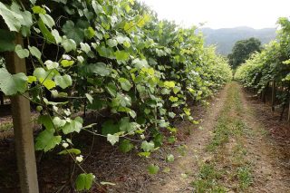 Cuidados del viñedo: Este año las podas en verde serán fundamentales para controlar las enfermedades fúngicas