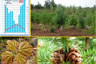 Programa de la jornada técnica sobre «Especies arbóreas alternativas frente al cambio climático»