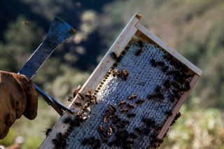 La cosecha de miel se reduce, afectada por la sequía estival y las lluvias de primavera