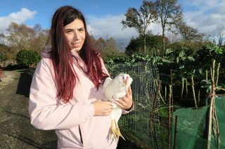 Finca Azureira, una explotación avícola ecológica en pastoreo