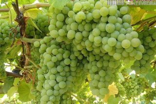 Areeiro advierte de que las viñas pueden necesitar un tratamiento contra la polilla del racimo