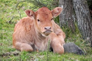 Bovigreen, un proyecto para reducir la huella ambiental en bovino de carne