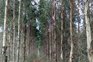 La Xunta propone que la moratoria de nuevas plantaciones de eucalipto se extienda hasta diciembre del 2025