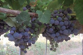 Areeiro aconseja asegurar la protección contra la botritis en las viñas