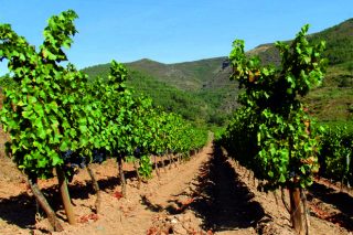 Proyecto de investigación para garantizar el origen de los vinos de Valdeorras