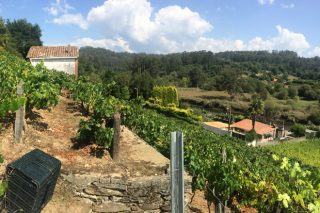 Encuentro en Redondela sobre los retos de futuro para las IGP vitivinícolas gallegas