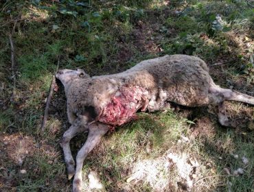 Unións reclamará en el juzgado a la Xunta por los daños que provoque el lobo en las ganaderías