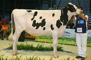 Actualizado el listado de las mejores vacas y mejores explotaciones de raza Frisona de España