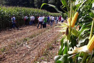 Catálogo Delagro de semillas de maíz forrajero 2020: Variedades adaptadas a las necesidades de cada granja