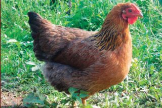 Curso sobre genética de las gallinas en el CFEA de Sergude