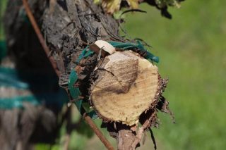 Claves para prevenir las enfermedades de la madera en viñedo