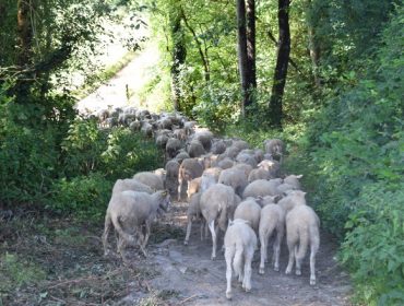 Ganadería ovina y caprina, un sector en retroceso en Galicia, pero con gran potencial