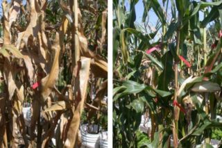 “Los rendimientos del maíz pueden aumentar hasta 1 tonelada de grano por hectárea con la senescencia retardada”