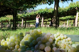 Unións critica que se primen las bodegas sobre los viticultores en las ayudas al viñedo