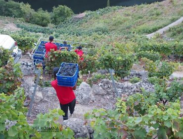 Jornada este viernes sobre los vinos de la provincia de Lugo