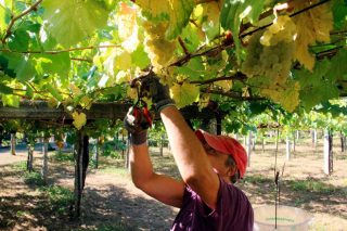 Limitar o no los rendimientos de los viñedos en las Denominaciones de Origen: El caso de Rías Baixas