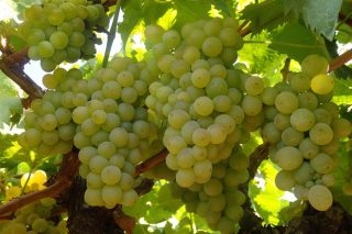 Aumenta la deshidratación de las uvas y el grado alcohólico con el tiempo seco y soleado