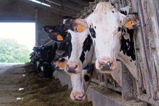 «Un incremento de tres céntimos en el precio final de la leche aliviaría el problema de las tres partes: ganaderos, industrias y distribución»
