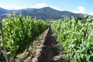 Areeiro recomienda renovar tratamientos en las viñas de manera puntual
