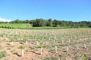 Reparto en Galicia de las autorizaciones para plantar viñedo en 2020