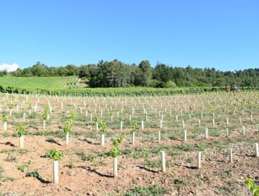 Galicia recibirá 7,4 millones de euros para ayudas a la reestructuración y reconversión de viñedo en 2024 y 2025