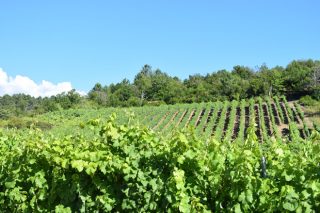 Curso gratuito de técnicas de cultivo de la viña en Galicia
