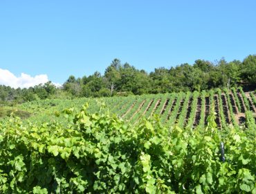 Curso gratuito de técnicas de cultivo de la viña en Galicia