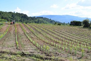 Autorizan la plantación de 37 hectáreas de nuevos viñedos en Galicia