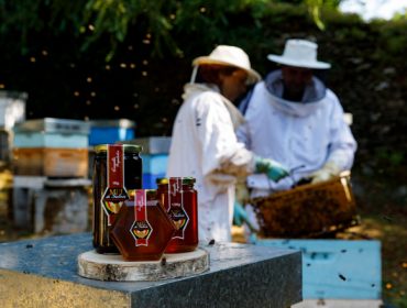 Cosecha de miel: escasa producción en el interior por la sequía e importante presión de la velutina en la costa
