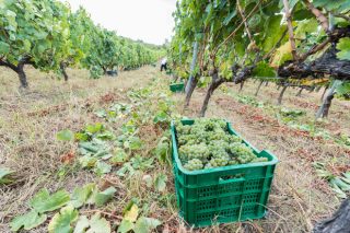 La DO Monterrei consigue su mejor vendimia con 5,59 millones de kilos de uva