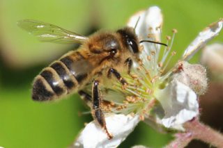 Curso sobre alimentación de las abejas en As Pontes