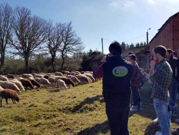 Medio Rural de la Diputación de Lugo renueva el apoyo a las ganaderías de ovino y caprino a través de Ovica