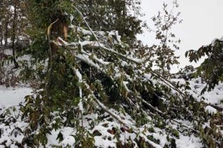 La Xunta descarta actuar en los montes afectados por las nevadas del otoño en Lugo