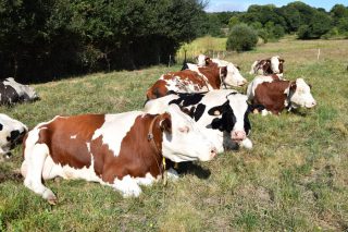 Programa de la jornada de Africor Pontevedra sobre mejora en el manejo del ganado vacuno